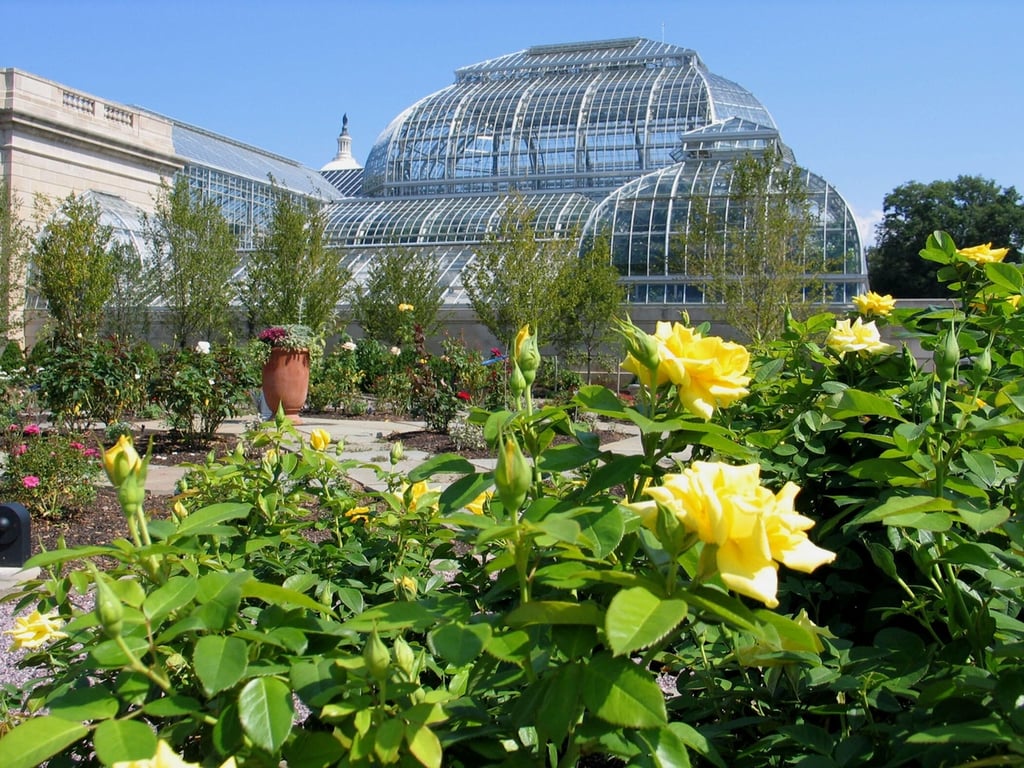 National-Garden_Rosa-Gold-Magic-_Sept-06[1].jpg